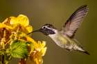 Costas hummingbird in Pam Springs, California, USA Art Print